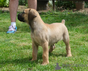 Photo №1. boerboel - for sale in the city of Belgrade | negotiated | Announcement № 105130