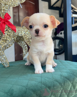 Photo №1. chihuahua - for sale in the city of Saint James | 300$ | Announcement № 53077