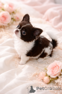 Photo №1. chihuahua - for sale in the city of Dnipro | 1032$ | Announcement № 165891