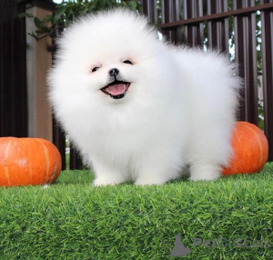 Photo №1. pomeranian - for sale in the city of New York | Is free | Announcement № 147153
