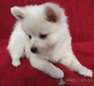 Photo №1. german spitz - for sale in the city of Михаловце | 654$ | Announcement № 9770