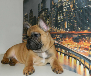 Photo №2 to announcement № 4730 for the sale of french bulldog - buy in Ukraine breeder