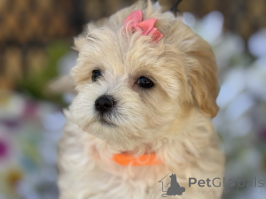 Photo №1. maltipu - for sale in the city of Wentorf Bei Hamburg | 847$ | Announcement № 150180