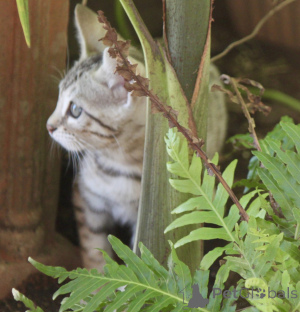 Photo №2 to announcement № 144480 for the sale of bengal cat - buy in Austria breeder