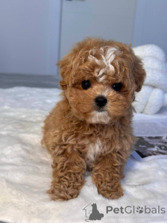 Photo №1. maltipu - for sale in the city of Victor Harbor | 700$ | Announcement № 145973