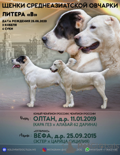 Photo №1. central asian shepherd dog - for sale in the city of Ryazan | 325$ | Announcement № 7770