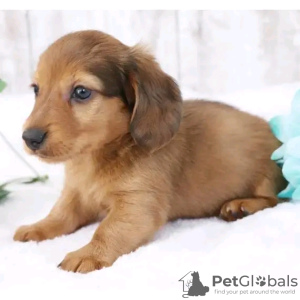 Photo №3. Dachshund puppies. United States