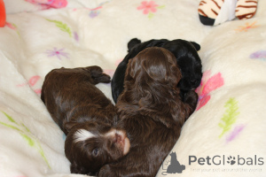 Photo №3. Bolonka weta fci puppy. Poland