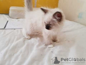 Photo №1. ragdoll - for sale in the city of London | negotiated | Announcement № 123513