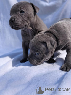 Photo №1. english bulldog - for sale in the city of ARECIBO | negotiated | Announcement № 170571