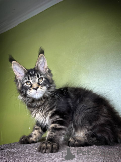 Photo №4. I will sell maine coon in the city of Quedlinburg. private announcement - price - 423$