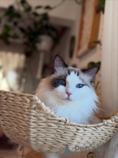 Photo №2 to announcement № 157462 for the sale of ragdoll - buy in Ireland private announcement