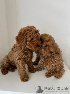 Photo №1. poodle (toy) - for sale in the city of Гамбург | 2430$ | Announcement № 42485