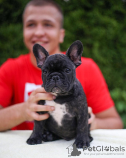 Photo №2 to announcement № 127369 for the sale of french bulldog - buy in Germany private announcement