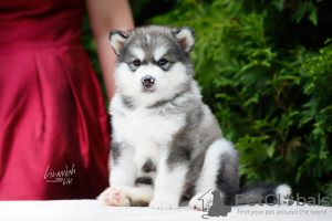 Photo №2 to announcement № 7534 for the sale of alaskan malamute - buy in Russian Federation private announcement