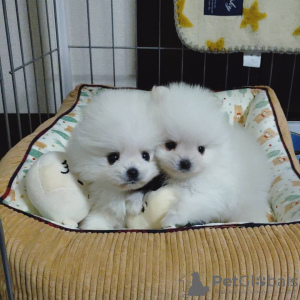 Photo №2 to announcement № 68456 for the sale of pomeranian - buy in Germany 