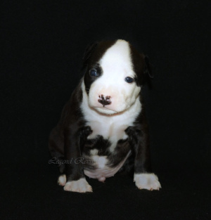 Photo №4. I will sell non-pedigree dogs in the city of Московский. private announcement, from nursery - price - 377$