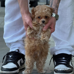 Photo №4. I will sell maltese dog in the city of Coire. private announcement - price - negotiated