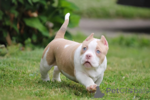 Photo №2 to announcement № 137871 for the sale of american bully - buy in United States private announcement