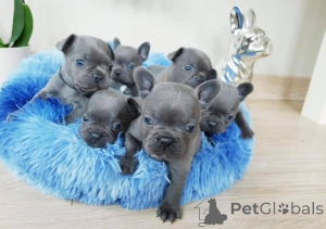 Photo №1. french bulldog - for sale in the city of Торонто | negotiated | Announcement № 143477