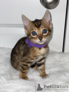 Photo №1. bengal cat - for sale in the city of Hannover | 264$ | Announcement № 121657