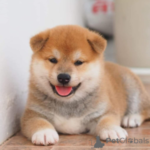 Photo №1. shiba inu - for sale in the city of Jönköping | 1032$ | Announcement № 168384