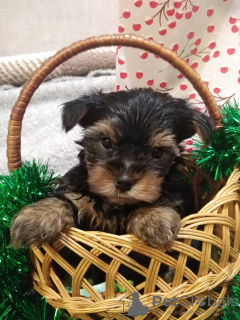 Photo №4. I will sell yorkshire terrier in the city of Daugavpils. private announcement, breeder - price - 520$