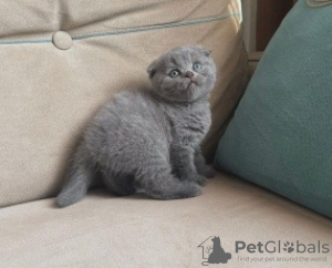 Photo №3. Double vaccinated vet checked Scottish fold kittens. Czech Republic