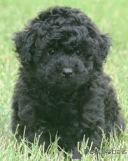 Photo №2 to announcement № 160972 for the sale of poodle (toy) - buy in France private announcement, breeder