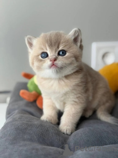 Photo №1. british shorthair - for sale in the city of Lincoln | negotiated | Announcement № 173847