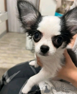 Photo №4. I will sell chihuahua in the city of Ohio. breeder - price - negotiated