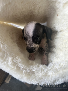 Photo №4. I will sell dalmatian dog in the city of Nuremberg. private announcement - price - 518$