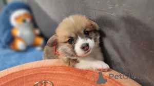 Photo №4. I will sell welsh corgi in the city of Moskova. breeder - price - 862$