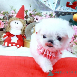 Photo №1.  - for sale in the city of Bad ischl | Is free | Announcement № 162180