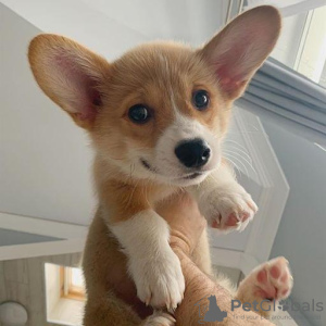 Photo №1. welsh corgi - for sale in the city of Helsinki | 423$ | Announcement № 56450