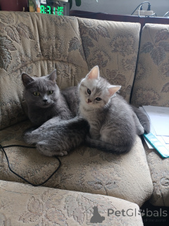 Photo №3. Cute kitten is looking for a kind and caring home! Our baby is ready to go to a. Germany