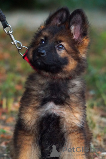 Additional photos: Puppy. German Shepherd.