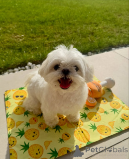 Photo №2 to announcement № 169371 for the sale of maltese dog - buy in Finland private announcement