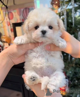 Photo №1. maltipu - for sale in the city of New York | 900$ | Announcement № 162474