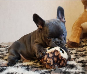 Photo №1. french bulldog - for sale in the city of Nuremberg | Is free | Announcement № 95590