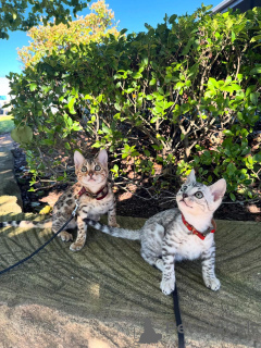 Photo №1. bengal cat - for sale in the city of Munich | 706$ | Announcement № 152540