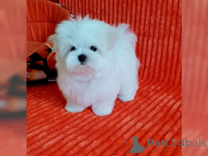 Photo №1. maltese dog - for sale in the city of Miami | negotiated | Announcement № 160288