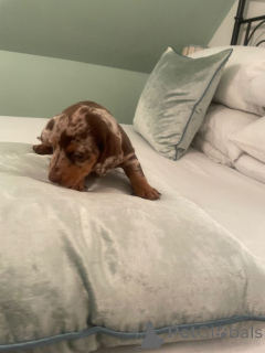 Photo №1. dachshund - for sale in the city of Manila | negotiated | Announcement № 167332