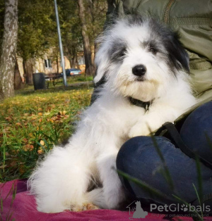 Photo №2 to announcement № 8590 for the sale of odis - buy in Ukraine from nursery, breeder