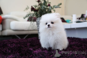 Photo №1. pomeranian - for sale in the city of Grindelwald | 423$ | Announcement № 11313