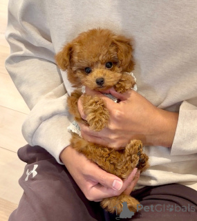 Photo №4. I will sell poodle (toy) in the city of Leipzig. breeder - price - negotiated