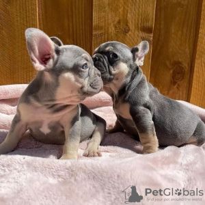 Photo №1. french bulldog - for sale in the city of Helsinki | 423$ | Announcement № 113003