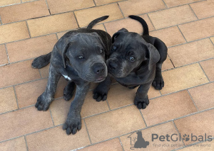 Photo №2 to announcement № 120576 for the sale of cane corso - buy in United Kingdom 