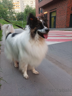 Photo №1.  - for sale in the city of Balashikha | Is free | Announcement № 148665