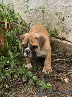 Additional photos: English bulldog